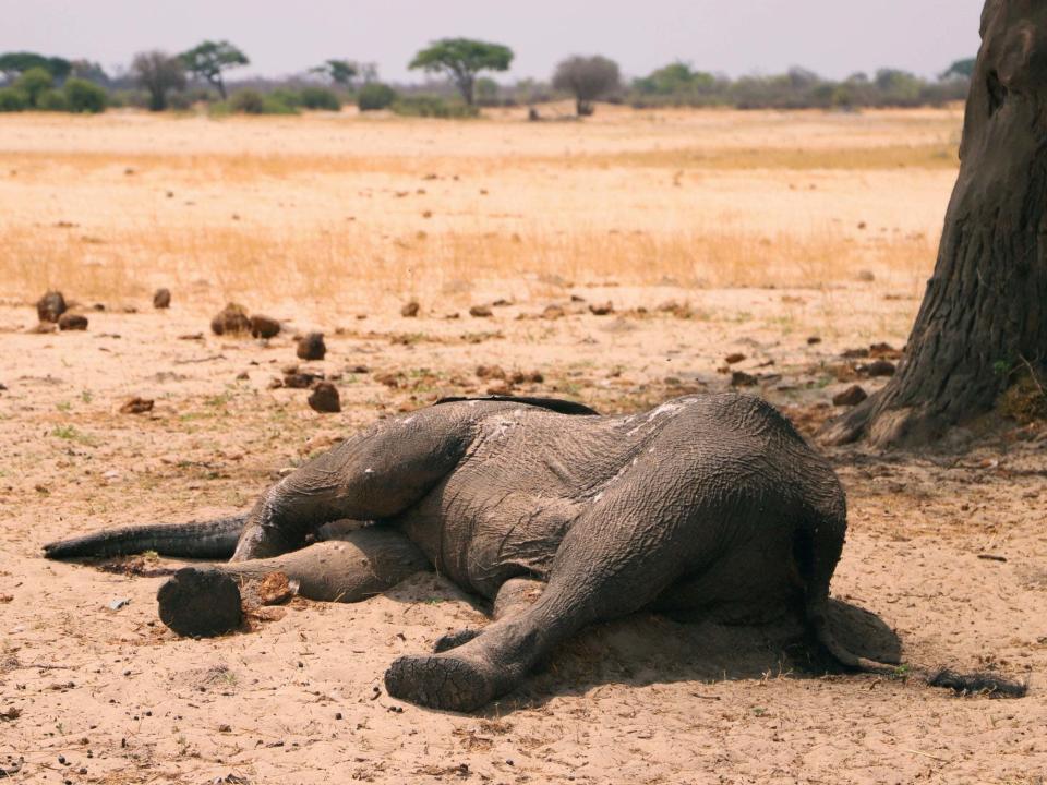 A dead elephant in Hwange National Park, Zimbabwe, 10 November, 2019: AP