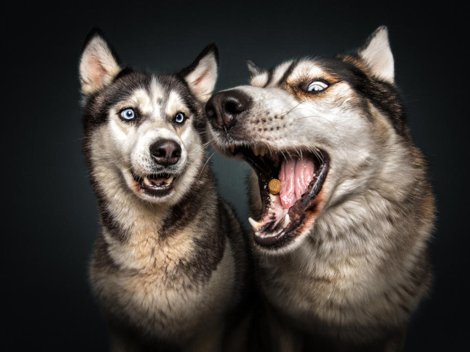 Huskys