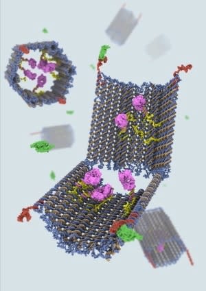 The programmable DNA nanorobot is similar to the one built by researchers in Israel at the Institute of Nanotechnology and Advanced Materials at Bar-Ilan University.