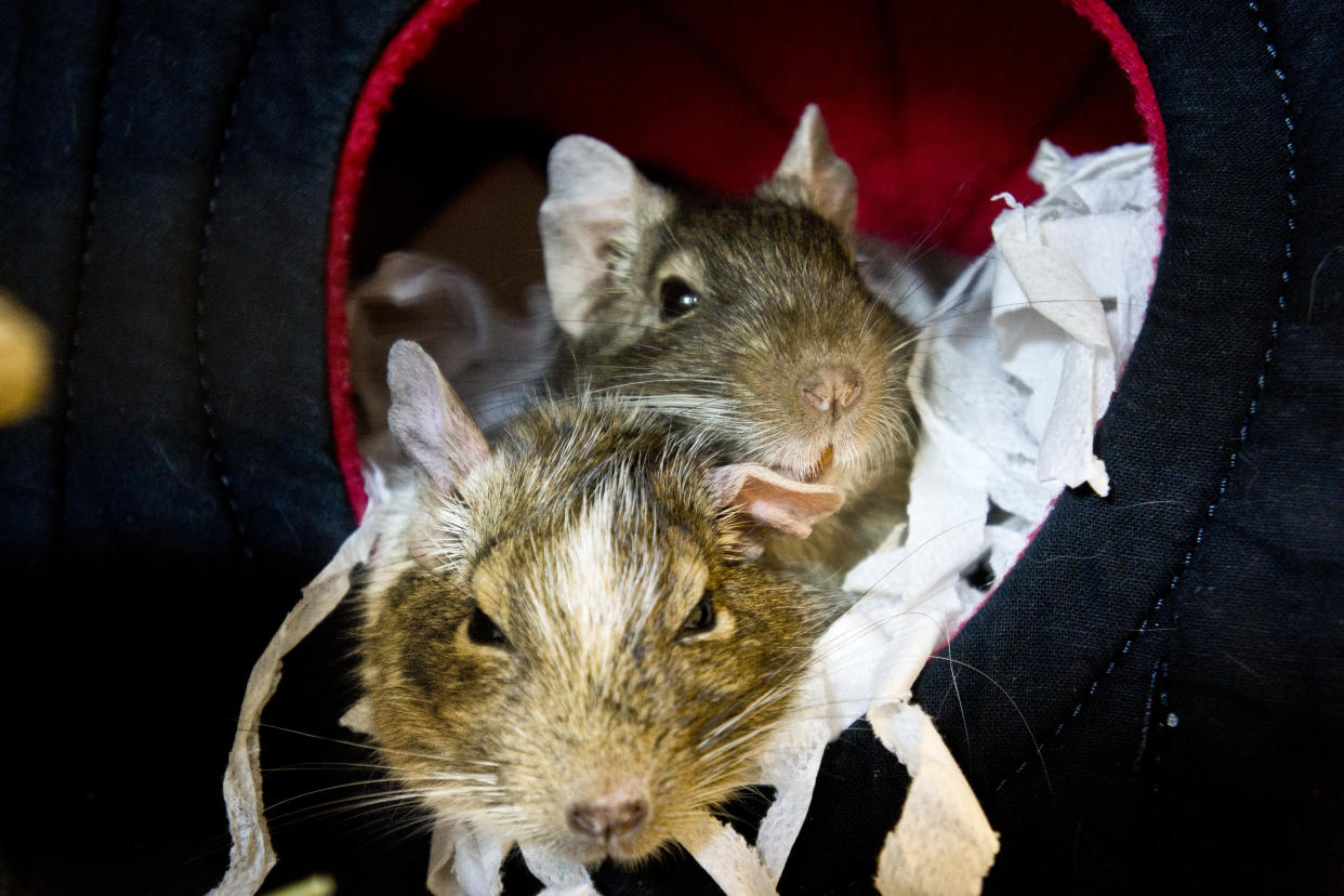 Greg and Sophie are said to be ‘very much in love’ (Blue Cross/Natalie Curry/PA)