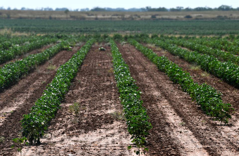 A cotton crop grows in a Jones County field Aug. 31.