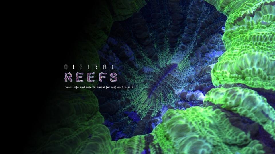 美國科學家Anne Cohen發起數位珊瑚計畫。圖片擷取自Digital-Reefs.com臉書