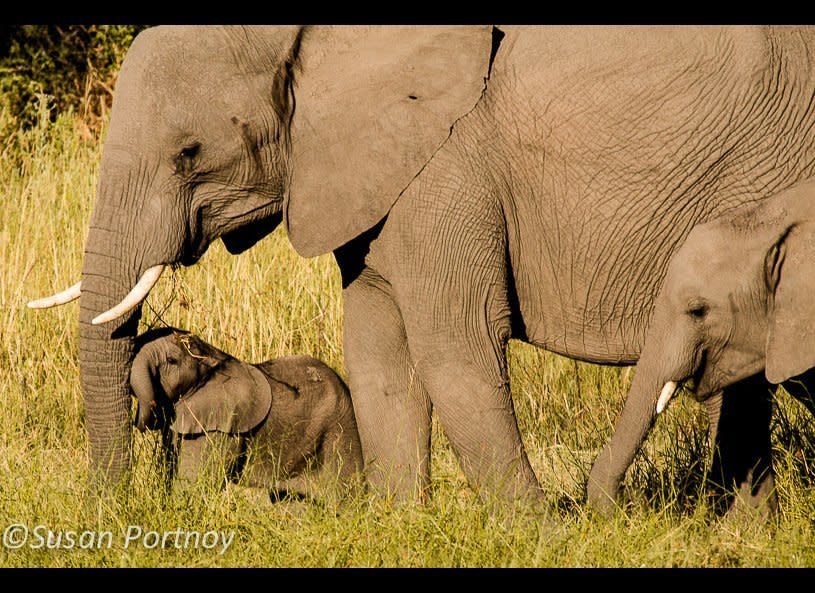 "Oof! Momma, you gotta tell me when you're gonna stop!"   Just few of the 45+ herd that was my last sighting before I left Botswana.       © Susan Portnoy   Mombo Camp, Botswana