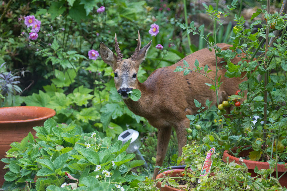 Deer resistant plants – 16 best shrubs, perennials and annuals