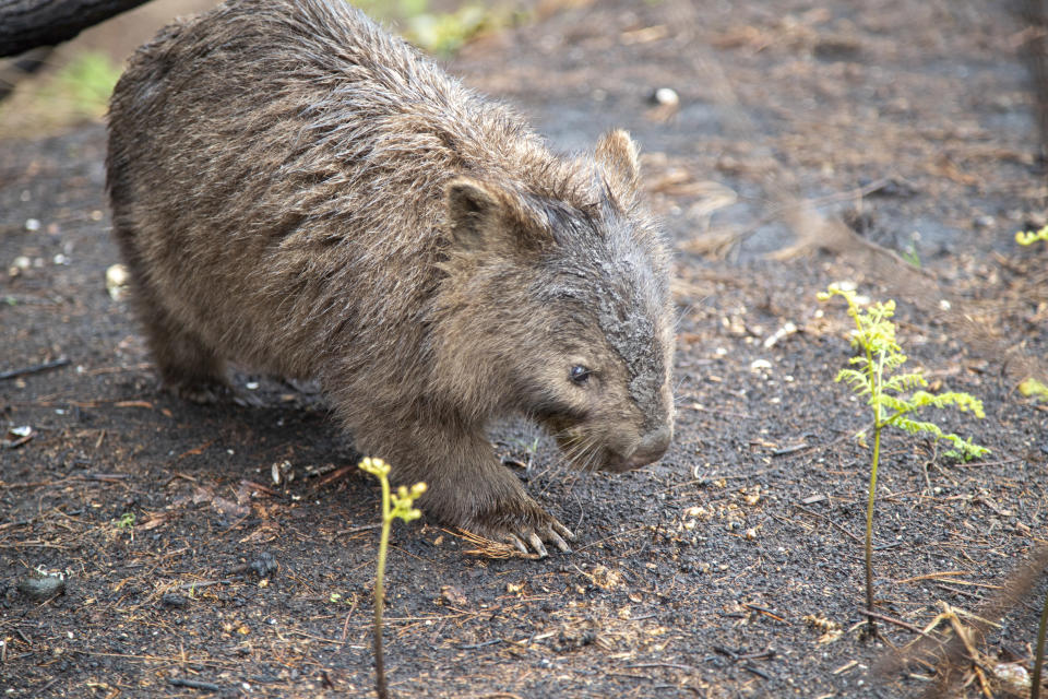 A dazed wombat which escaped the bushfires in Victoria. Shoots of bracket are poking through the ground.