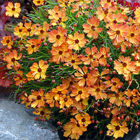 Coreopsis 'Mango Punch'