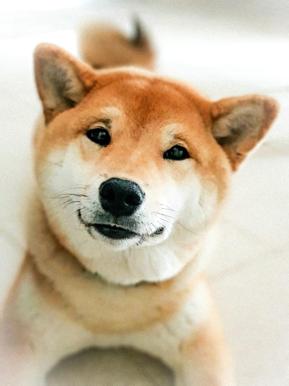 19) Shiba Inu