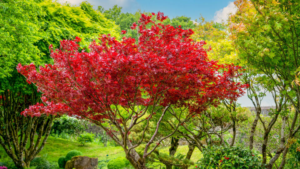 Red maple tree