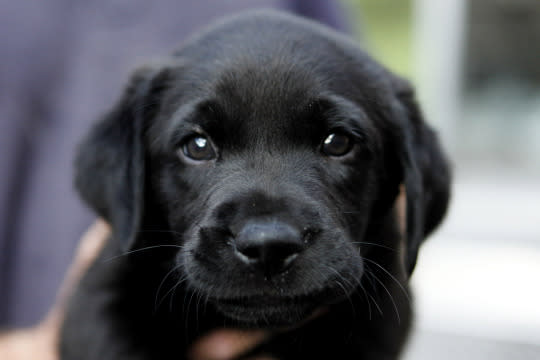 A puppy from an Ohio shelter is unloaded from the &quot;Welcome Waggin&#39;,&quot; a transportation service that takes animals from crowded shelters to uncrowded ones, at the Washington Animal Rescue League in Washington, on Tuesday, Aug. 25, 2009. (AP Photo/Jacquelyn Martin)