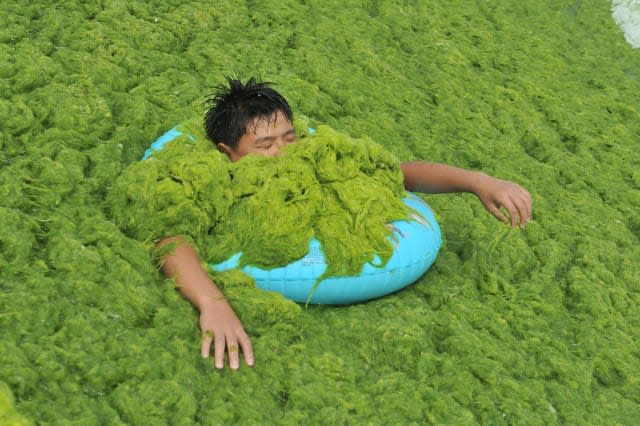 Chinese beach covered in slimy, green algae