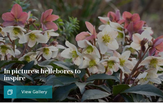 Hellebores