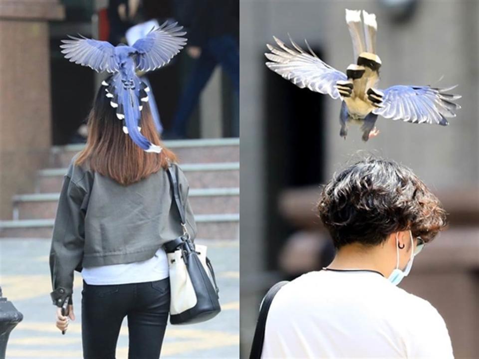 「國鳥」台灣藍鵲。（圖／翻攝自文化大學臉書粉絲團）