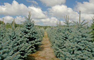 Blue spruce trees feature sturdy branches which will hold even the heaviest ornaments.