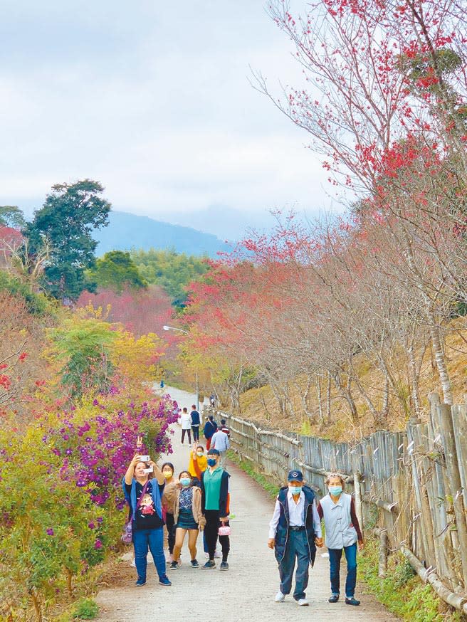 高市寶山櫻花公園盛開，花期約到3月上旬，連假期間可望吸引民眾造訪。（柯宗緯攝）