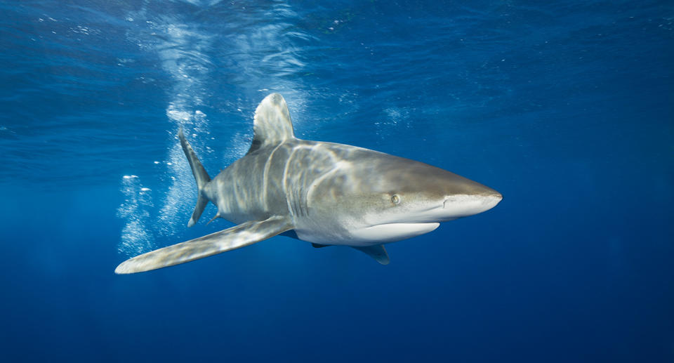 Oceanic Whitetip Shark in the waters of Polynesia 