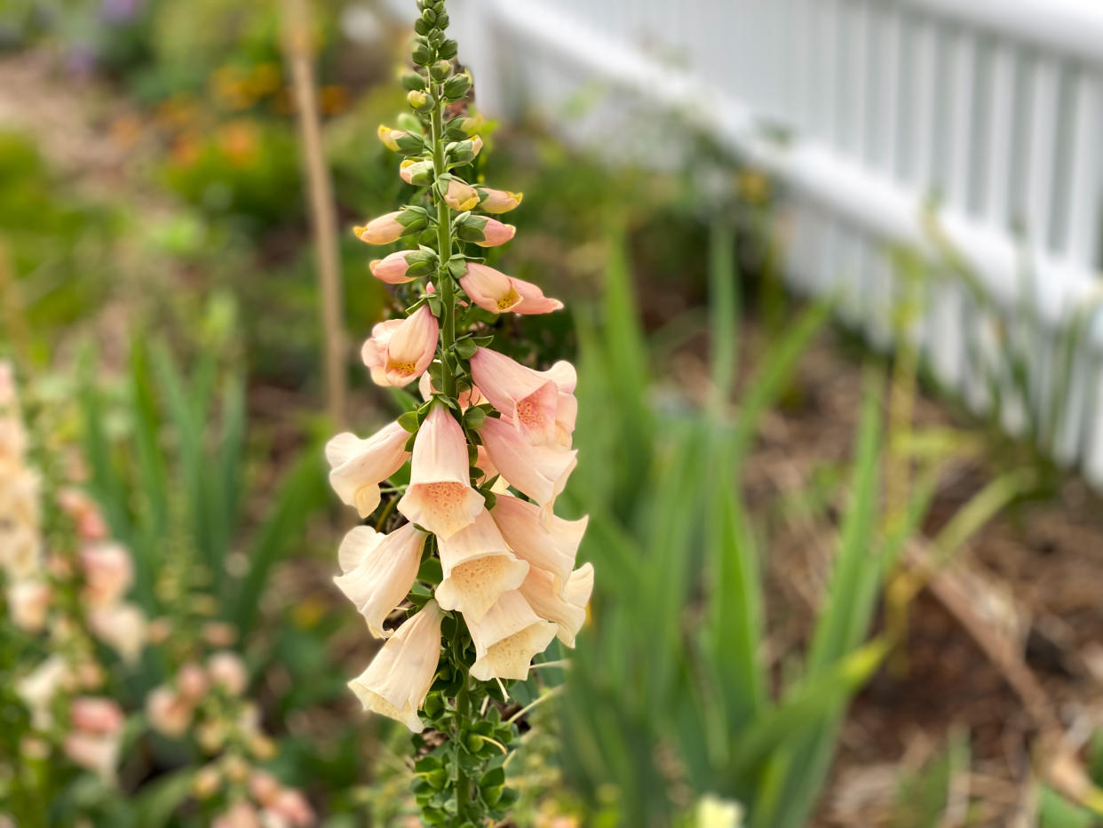  A foxglove flower. 