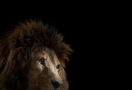 King of the jungle: A magnificent lion gets the close-up treatment (Brad Wilson/Doinel Gallery)