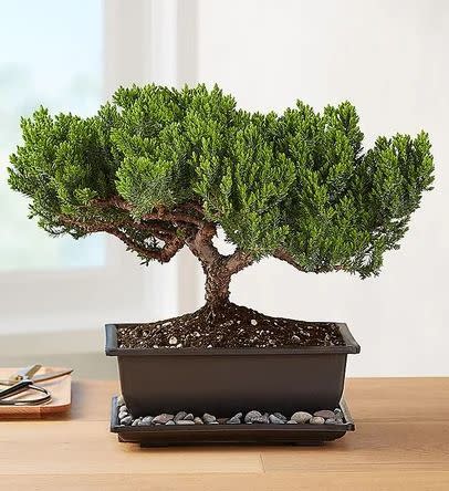 15) Juniper Bonsai