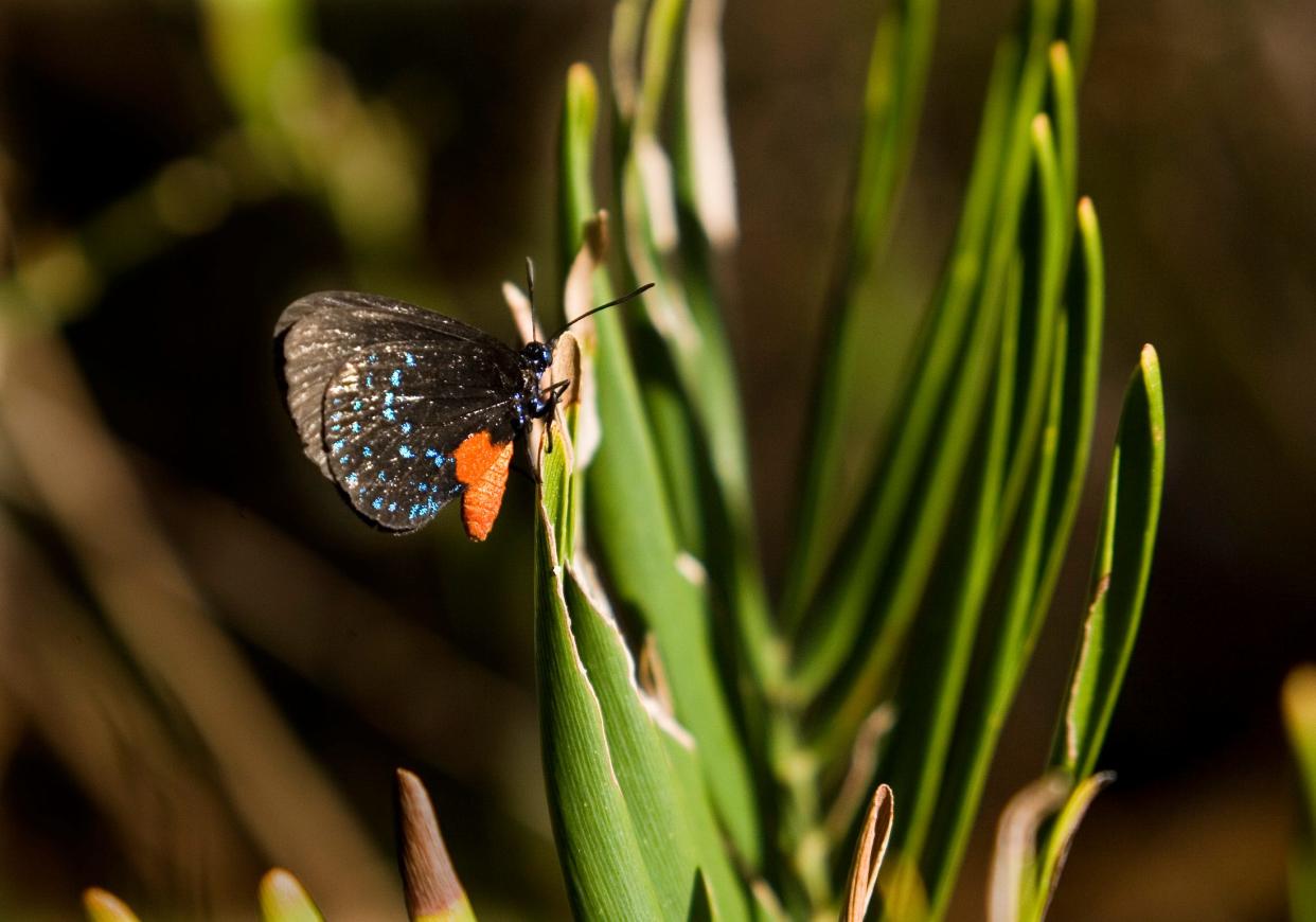 Atala butterflies – scientific name, Eumaeus atala – were once considered extinct in Florida. The colorful insects can be seen among the coontie and other landscaping behind Crosley Campus Center and on the south side of Selby Auditorium at USF Sarasota-Manatee.