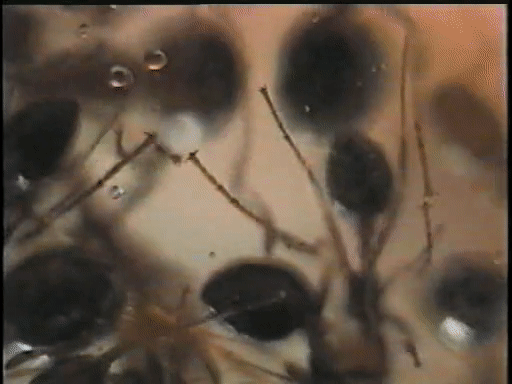 Ant feet in action on glass. Courtesy of Deby Cassill.