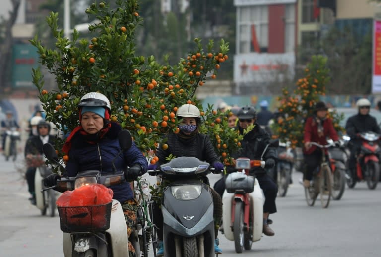 People transport kumquat trees for the Lunar New Year in Hanoi on February 5, 2016 as Vietnamese prepare to celebrate the Lunar New Year, or Tet