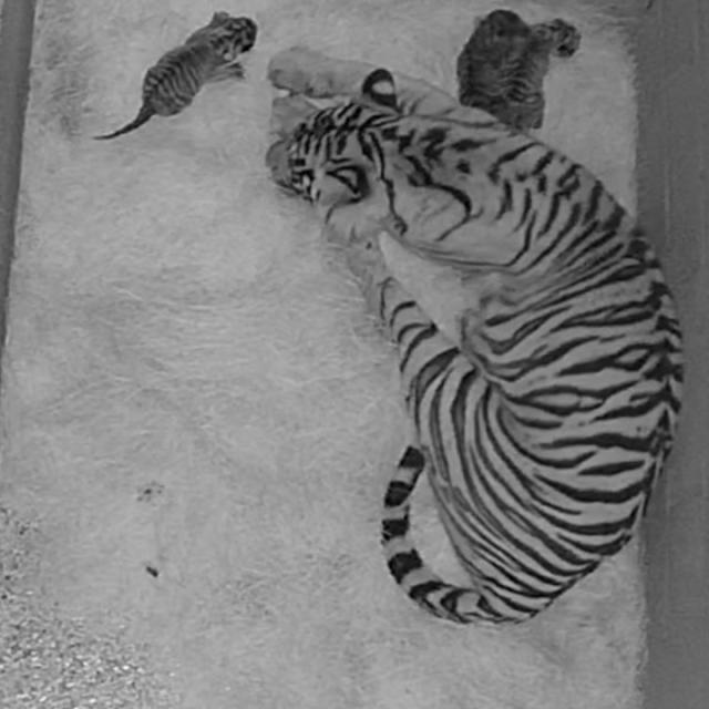 Sumatran tiger cubs born at San Diego California zoo