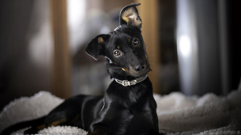 Doberman Pinscher puppy looking curious