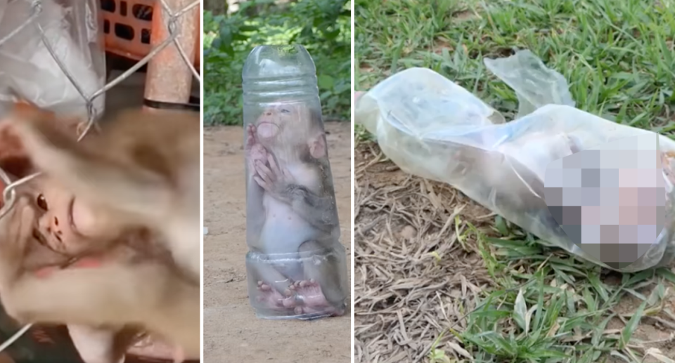 A baby monkey is seen entangled in wire, stuffed into a bottle. 