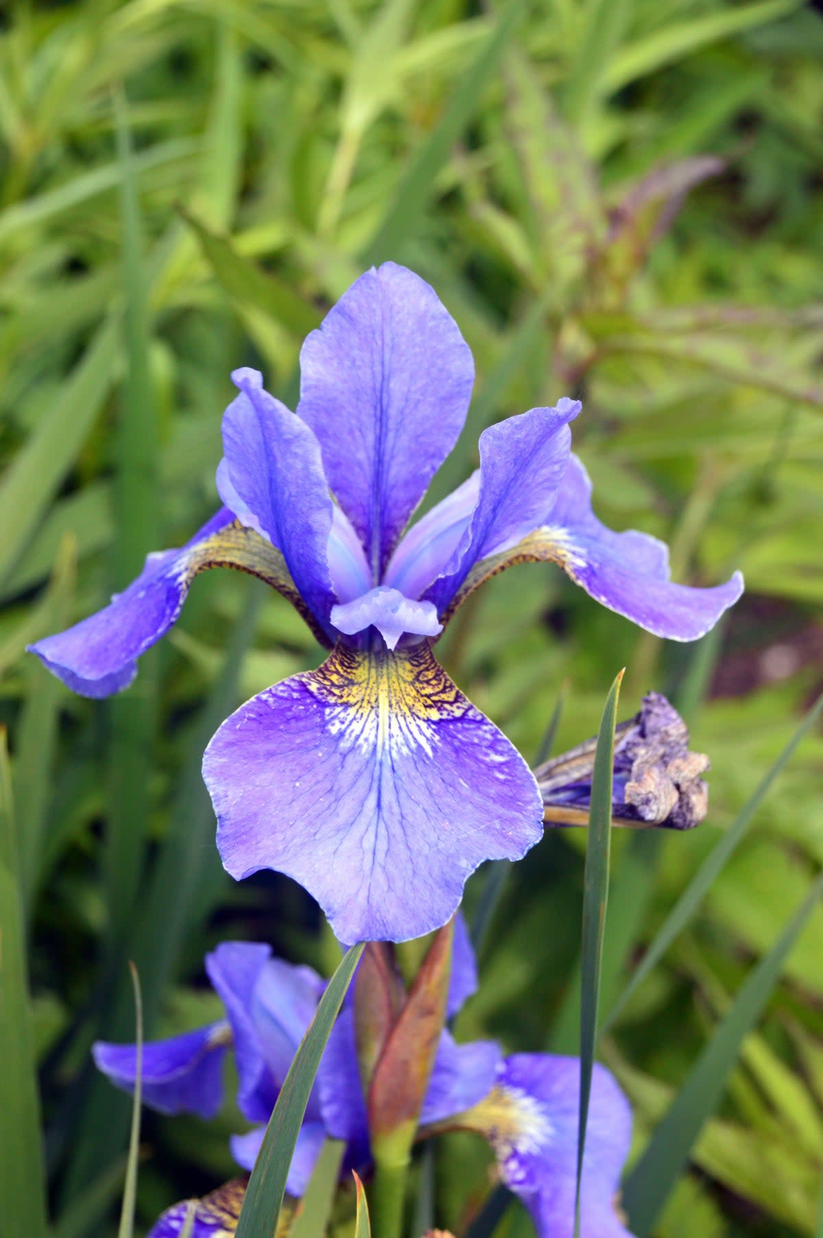 Single Blue Iris Sibirica 'Silver Edge' (Alamy Stock Photo)
