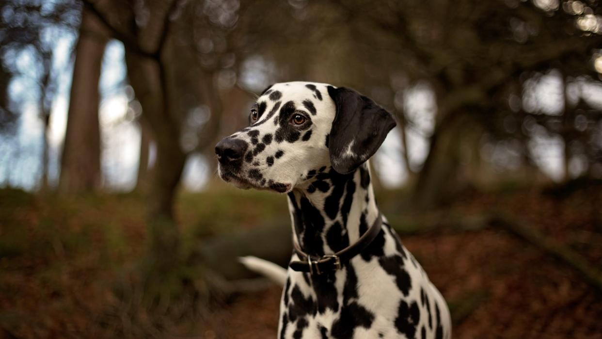 Dalmatian sitting the forest