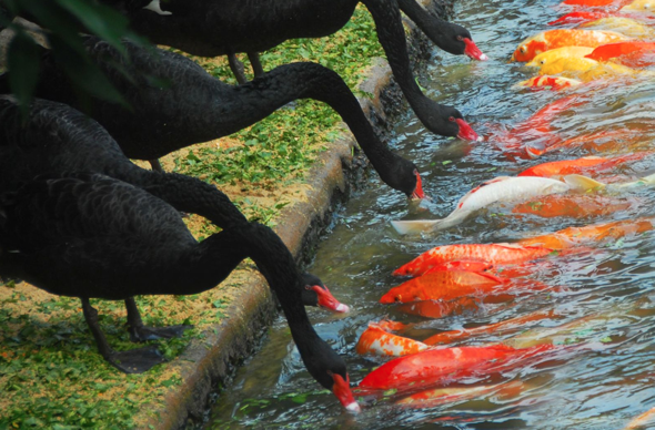 Black swans feed carp at zoo in China