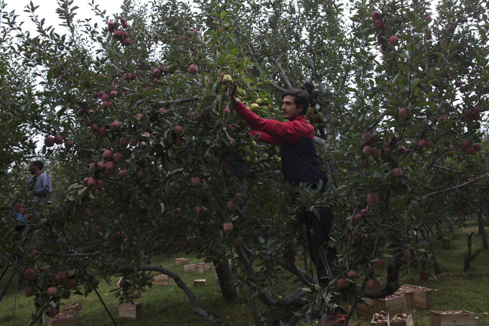 In this Sunday, Oct. 6, 2019 photo, a Kashmiri farmer Imtiyaz Ahmad plucks apples at his orchard in Wuyan, south of Srinagar Indian controlled Kashmir. The apple trade, worth $1.6 billion in exports in 2017, accounts for nearly a fifth of Kashmir’s economy and provides livelihoods for 3.3 million. This year, less than 10% of the harvested apples had left the region by Oct. 6. Losses are mounting as insurgent groups pressure pickers, traders and drivers to shun the industry to protest an Indian government crackdown. (AP Photo/Dar Yasin)