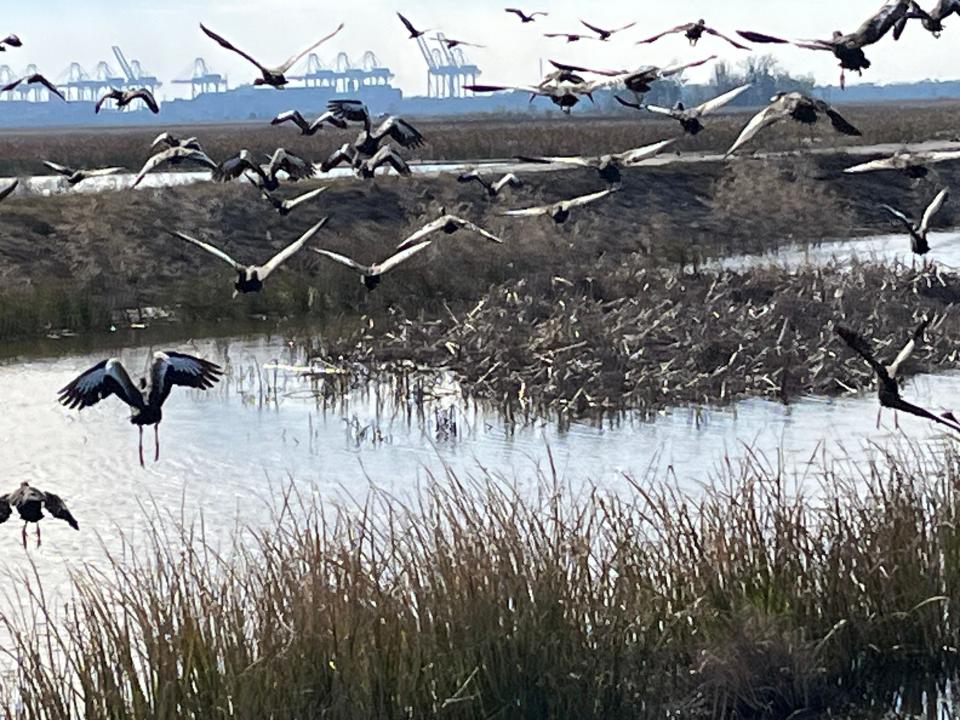 Black-bellied whistling ducks take flight at the Savannah National Wildlife Refuge.