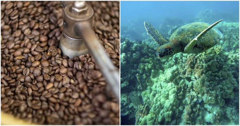 氣候危機可能讓咖啡和海龜消失。