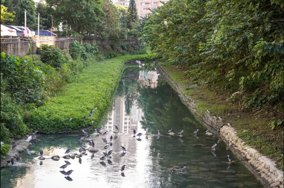《圖說》排水溝內植栽綠化成果良好，吸引鳥類群聚。〈水利局提供〉