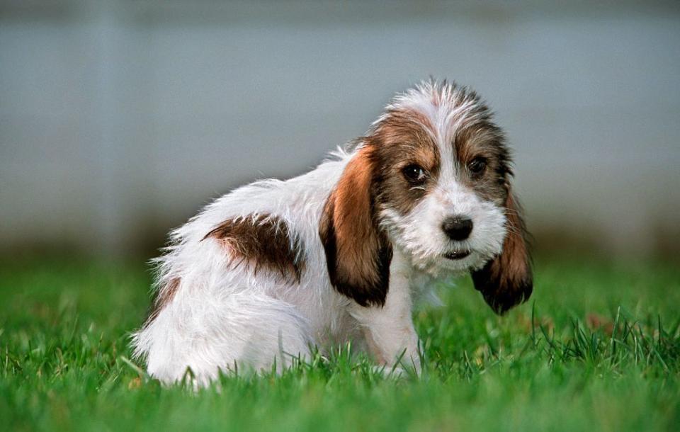 8 Adorable New Dog Breeds That You've Probably Never Heard Of
