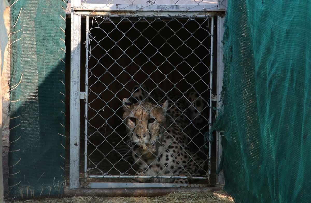 A cheetah lies inside a transport cage at the Cheetah Conservation Fund (CCF) before being relocated to India, in Otjiwarongo, Namibia, Friday, 16 Sept 2022 (Copyright 2022 The Associated Press. All rights reserved.)