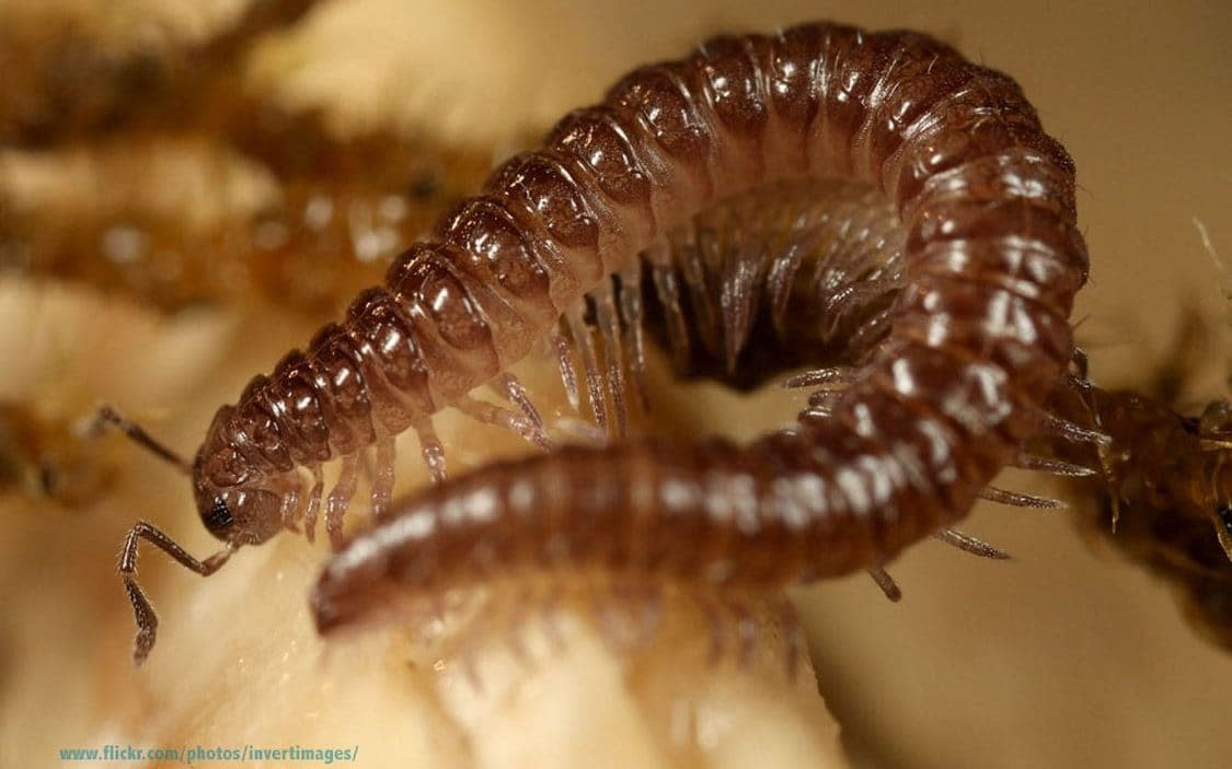 The brown-coloured arthropod is believed to be the first millipede species to be found in the UK since 1993 - Supply fee - Media Wales