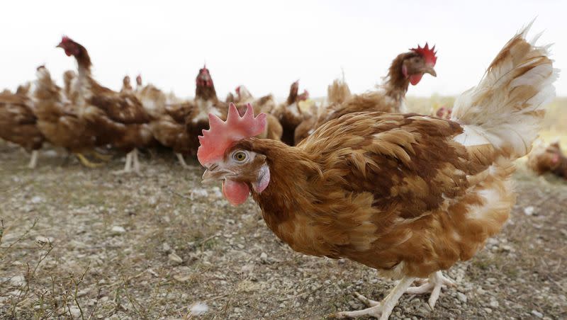 Chickens walk in a fenced pasture at an organic farm in Iowa on Oct. 21, 2015. The Biden administration is considering mass vaccination of poultry against bird flu amid a large spike in cases.