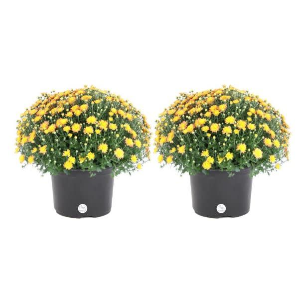 <p><a href="https://go.redirectingat.com?id=74968X1596630&url=https%3A%2F%2Fwww.homedepot.com%2Fp%2FCosta-Farms-3-Qt-Yellow-Ready-to-Bloom-Fall-Mums-Chrysanthemum-2-Pack-CO-MUM3QT-3-2PK%2F307334029&sref=https%3A%2F%2F" rel="nofollow noopener" target="_blank" data-ylk="slk:Shop Now;elm:context_link;itc:0;sec:content-canvas" class="link ">Shop Now</a></p><p>Bright Yellow </p><p>$27.89</p><p>homedepot.com</p>