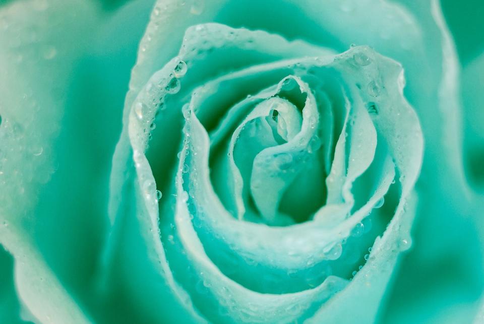 Mint Roses