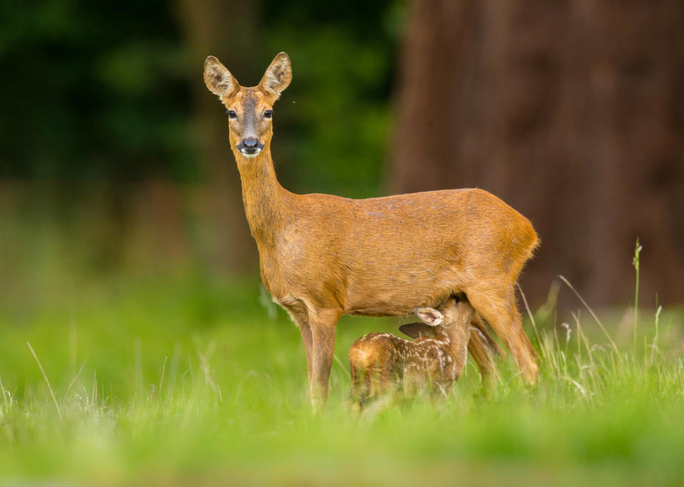 New born roe deer kid suckles from its mother.