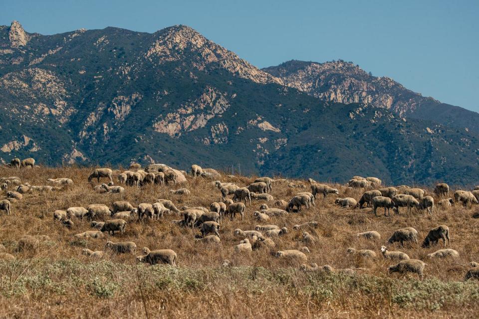 Hundreds of sheep graze in a field with mountains in the background.