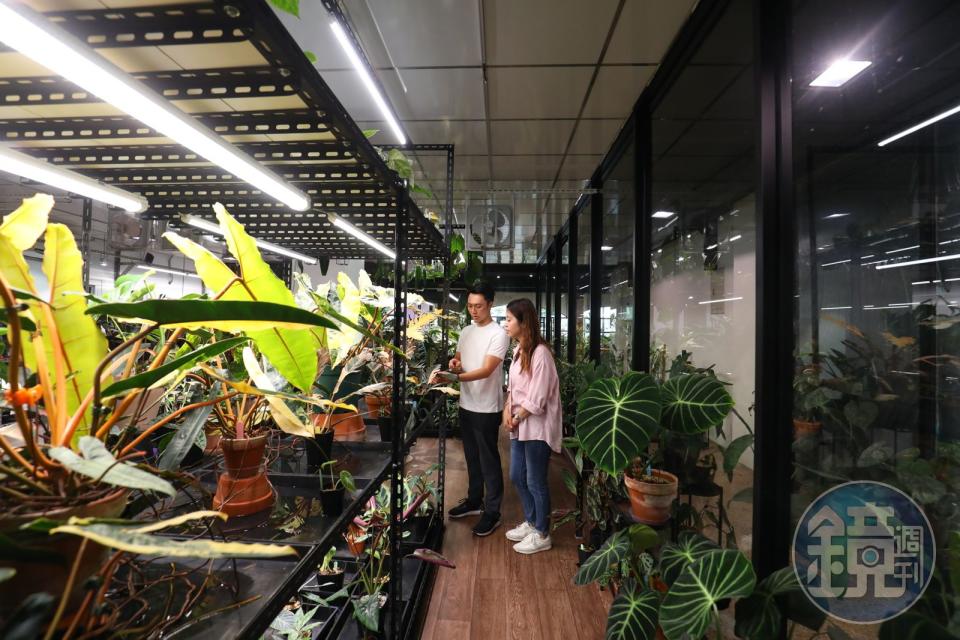 鄧皓宇會在溫室裡面一一的為客人介紹所有品種的植物。