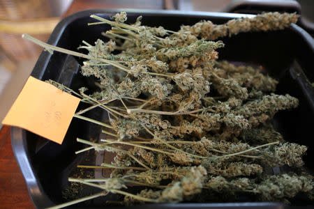 Hemp lies on the kitchen table at Sisters of the Valley near Merced, California, U.S., April 18, 2017. REUTERS/Lucy Nicholson