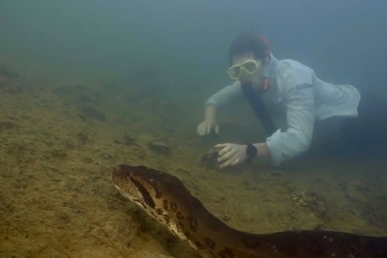 Realizaron el hallazgo de la anaconda más grande y quedó todo filmado (Captura video)