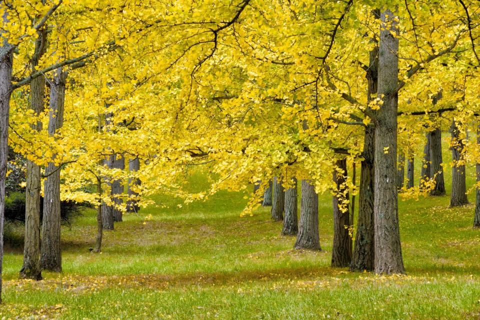 Ginkgo Biloba Tree