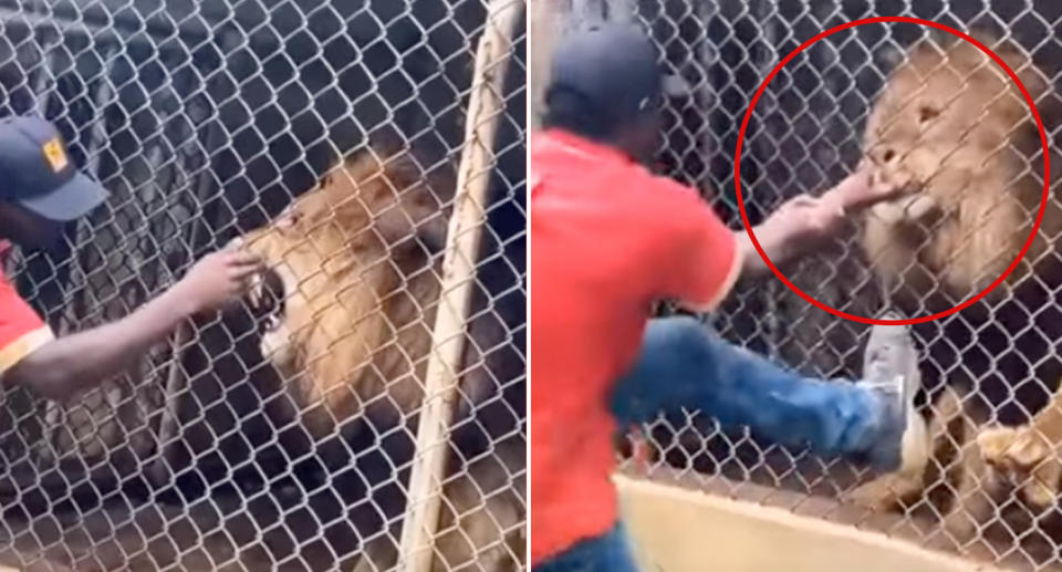 The zookeeper trying to get the lion to let go of his finger at Jamaica Zoo. 