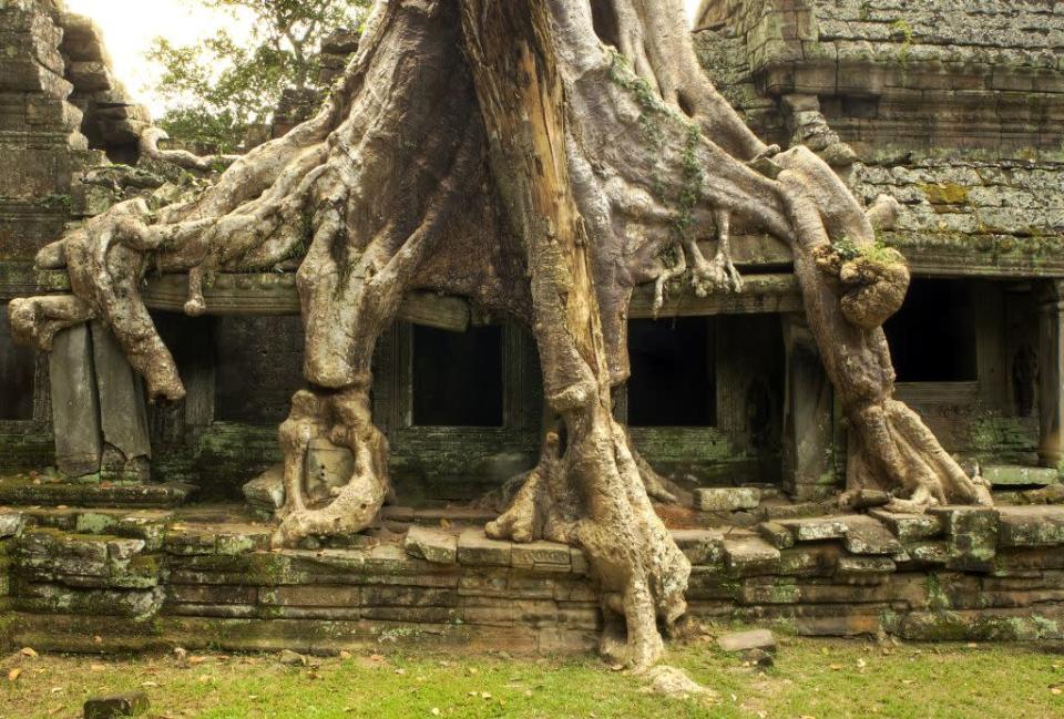 Giant strangler fig trees add to the photogenic appeal of the temple of Preah Khan at Angkor, Siem Reap,