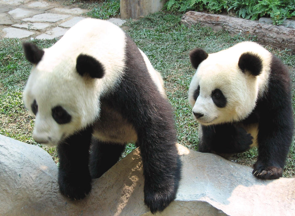 File- In this Nov. 2003. file photo, the two giant pandas Chuang Chuang, left, and Lin Hui, are seen in their cage in the Chiang Mai Zoo in Chiang Mai province, northern Thailand. Officials said Chuang Chuang collapsed Monday, Sept. 16, 2019, in his enclosure at the Chiang Mai Zoo shortly after standing up following a meal of bamboo leaves. (AP Photo/Wichhai Tapeiru. file)